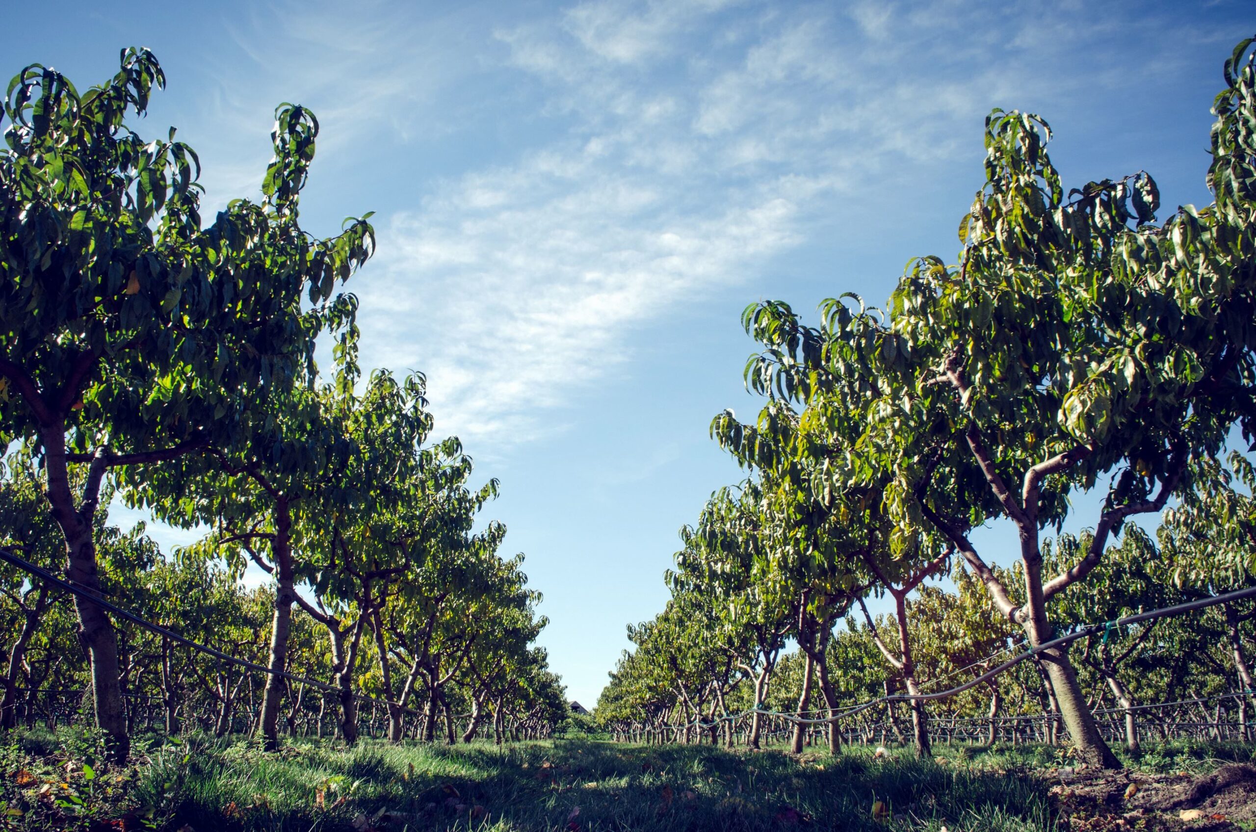 Apple orchard rows of fruit trees (these are actually pears I think)